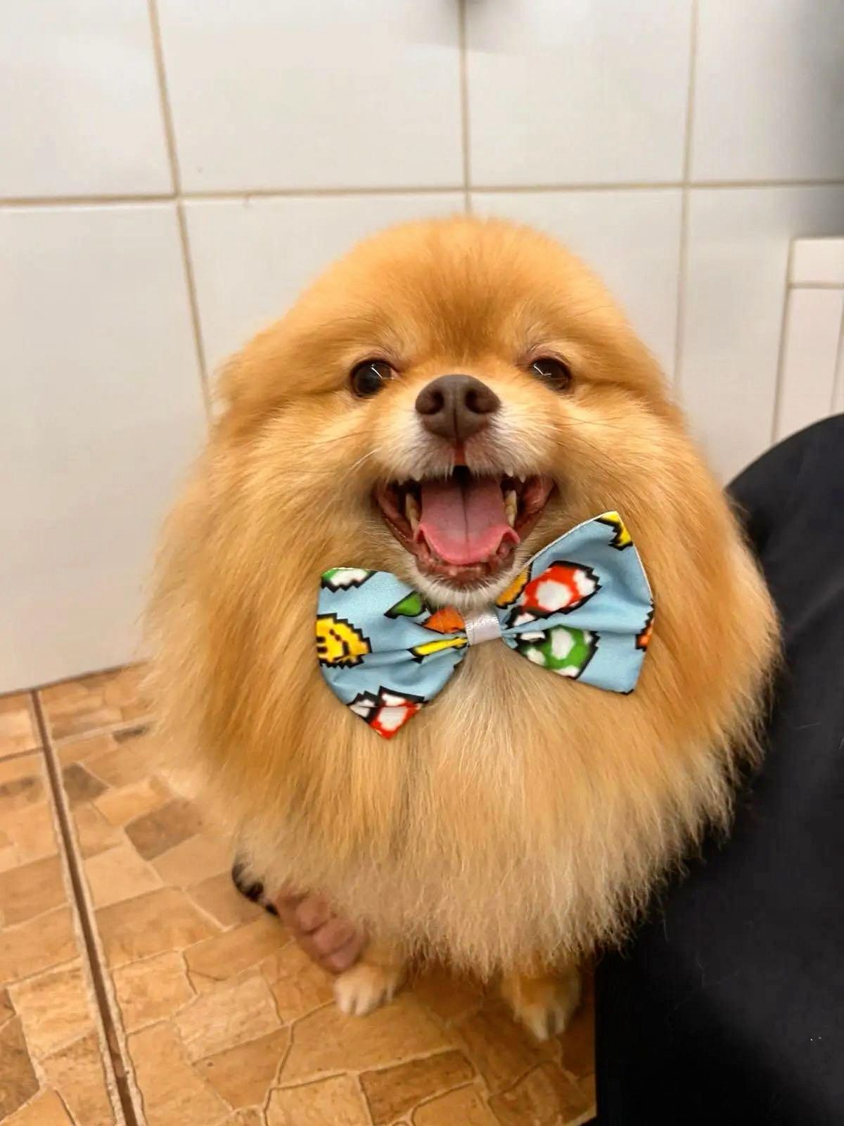 Cuidado com os pets