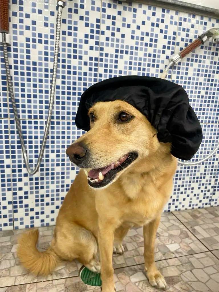 Resultado do banho e tosa