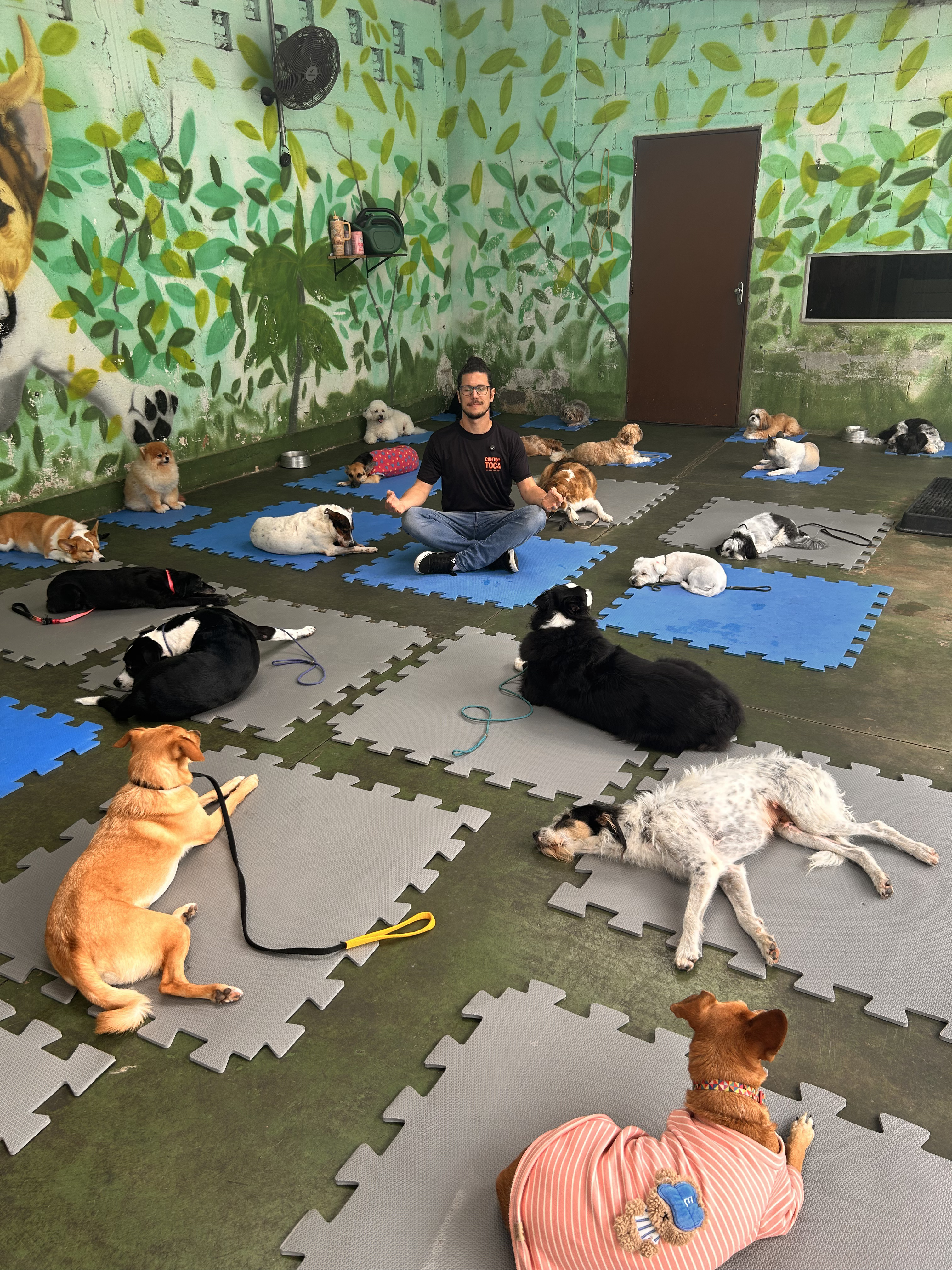 Cão feliz na Escola Canto da Toca