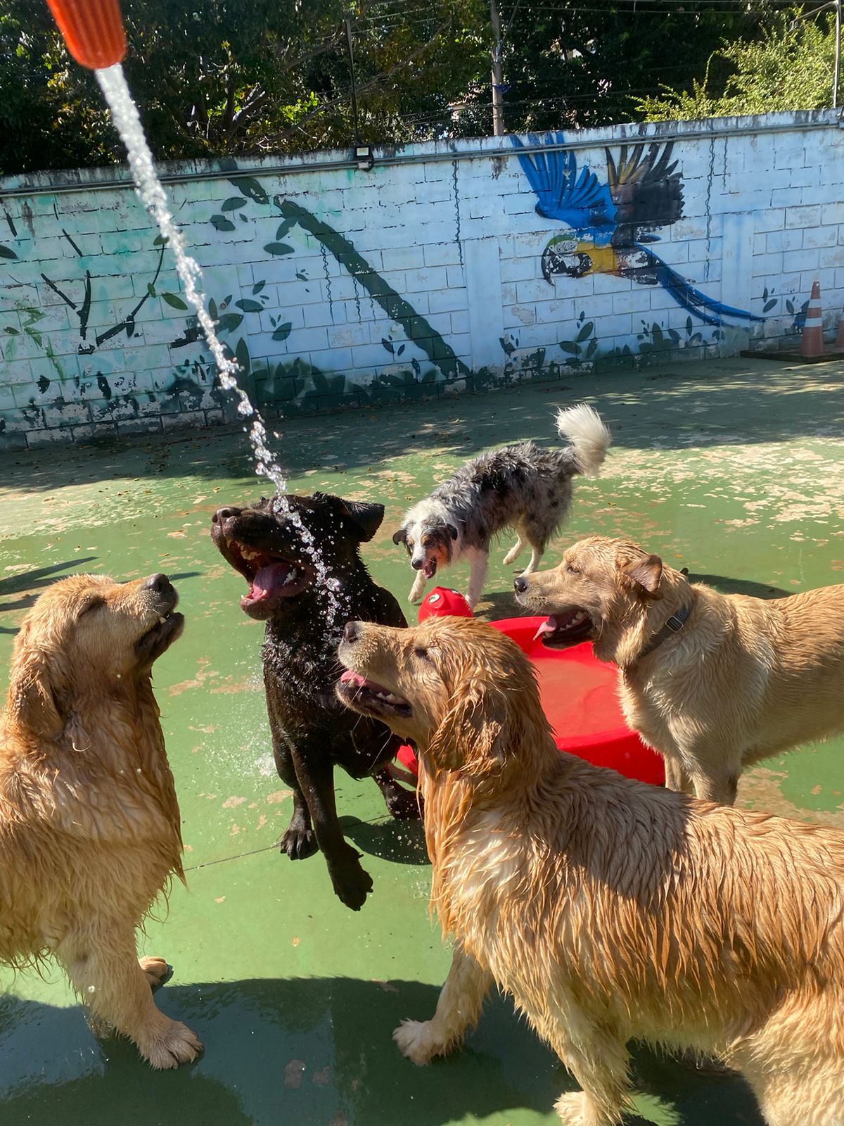 Cães brincando no espaço
