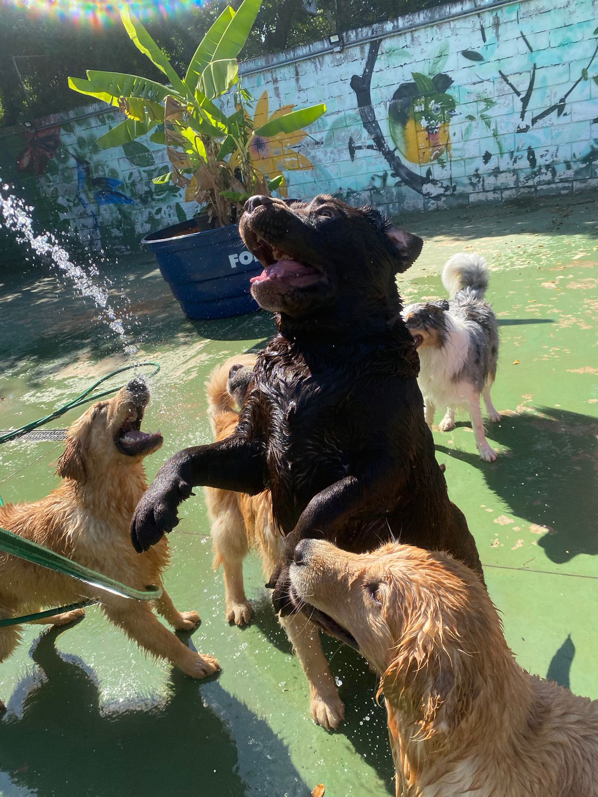 Cães no Canto da Toca