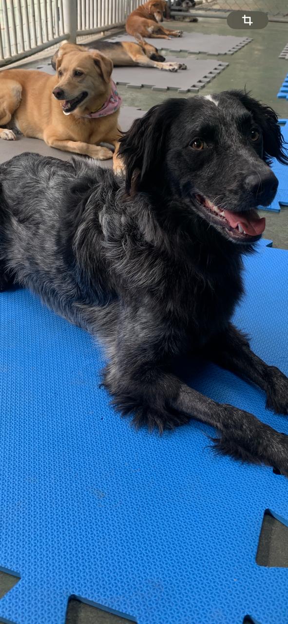 Grupo de cães socializando