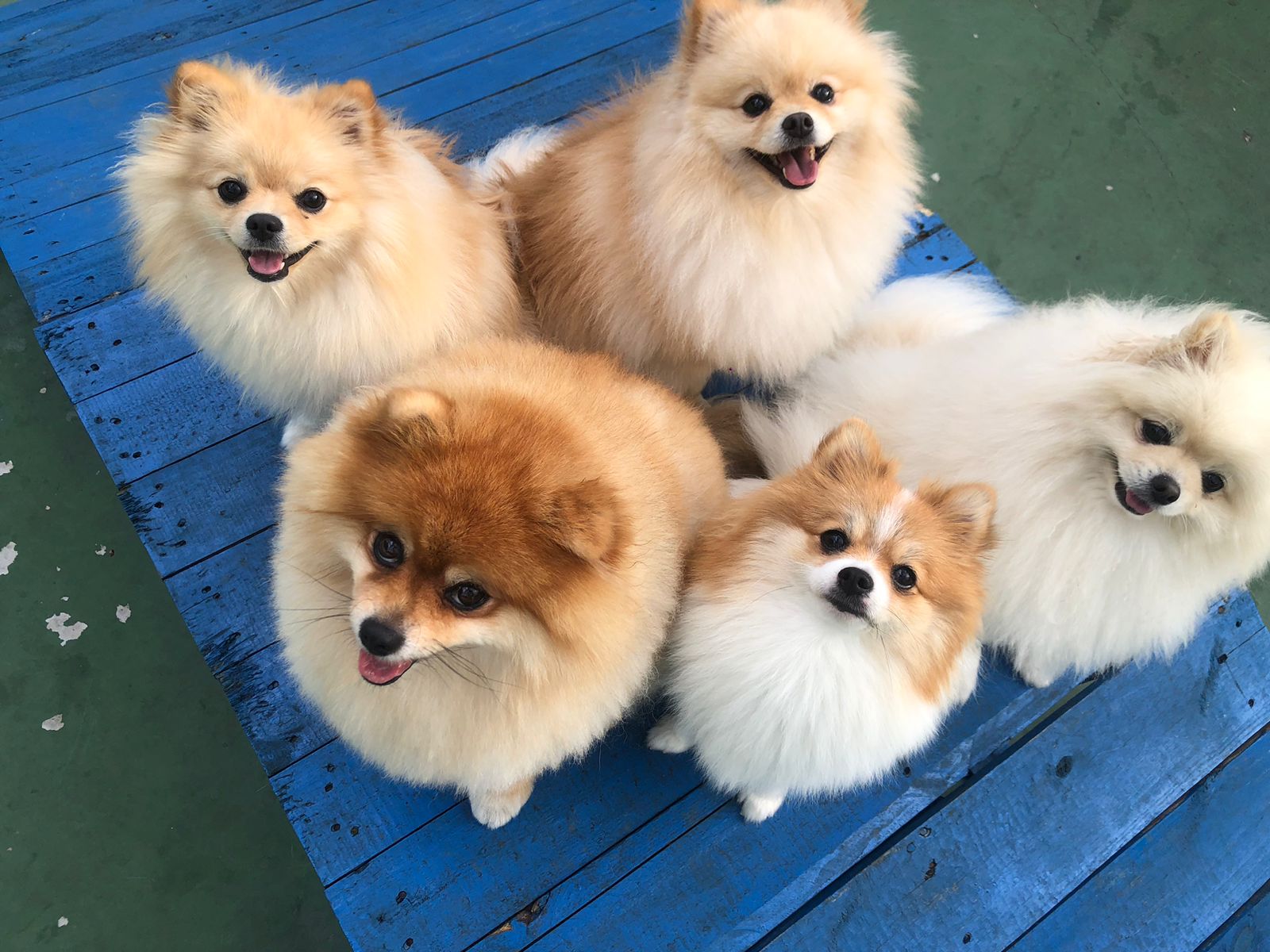 Cães em grupo no Canto da Toca