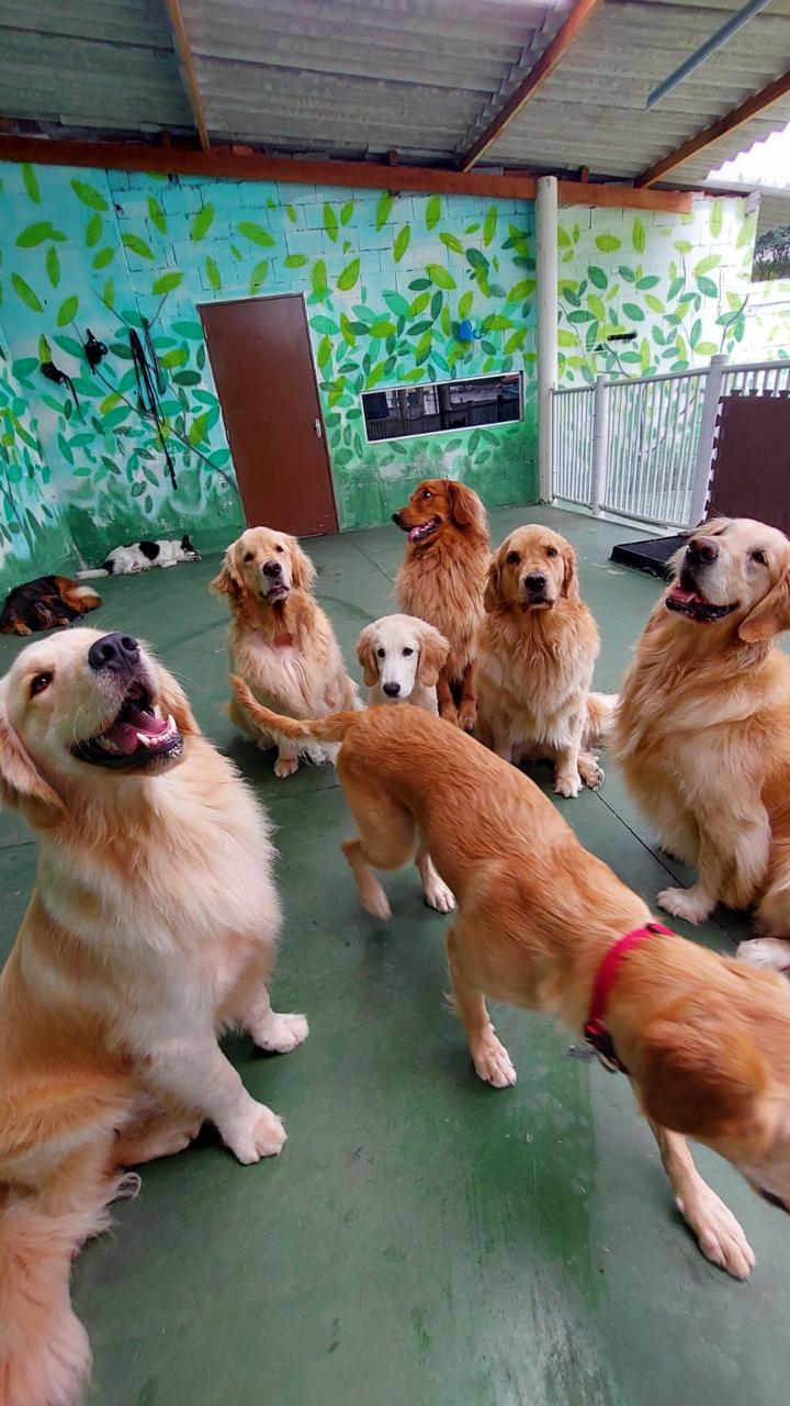 Cão feliz no Canto da Toca