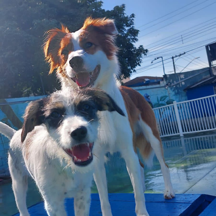 Canto da Toca — escola para cães